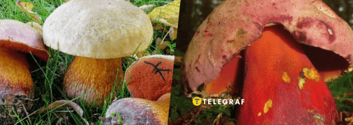 Сатанинский гриб – что известно