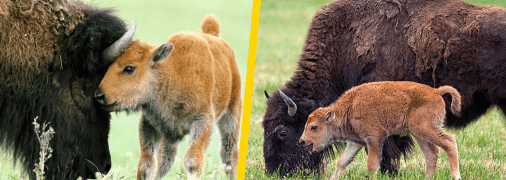 Бізони (ілюстративне фото)