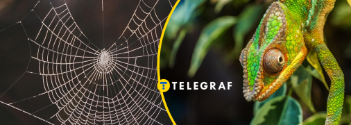 В Україні є дивовижні павуки, які змінюють колір