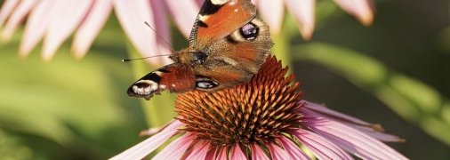 Лукьян-ветряк: приметы и обряды на 16 июня