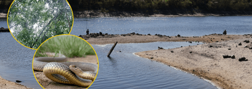 Каховское водохранилище превращается в Каховский лес