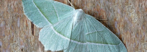 Молі у вашій оселі не місце