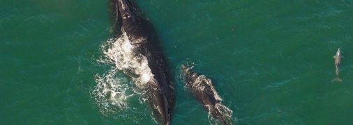 Североатлантические гладкие киты