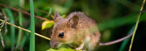 Как избавиться от грызунов на огороде