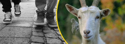 Чоловіки вигулювали кіз