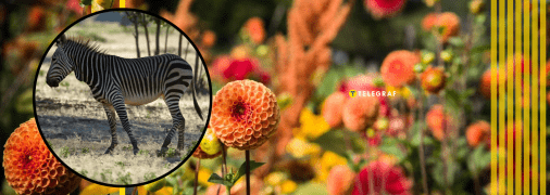 Узор крыльев самца и самки вида подалирия почти идентичен