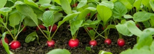 Смачна соковита редиска - один із синонімів слова "весна"