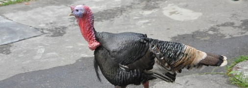 путин планирует открыть репродуктор по выращиванию индейки