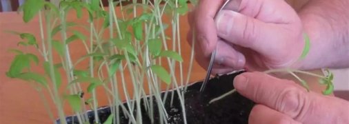 Існують навіть спеціальні препарати, які врятують ситуацію