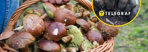 Гриб ксилярия