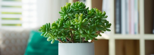 Красула — це дуже витривала рослина