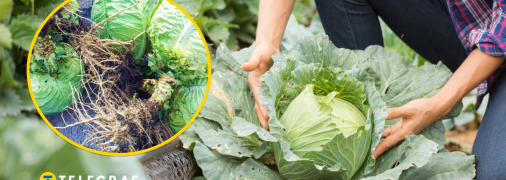 Хранение капусты зимой