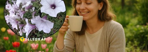 Ампельная петуния Тайдал Сильвер