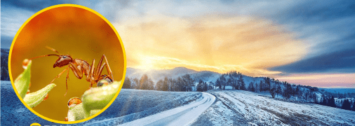 У Карпатах помітили природну аномалію через теплу зиму (відео)