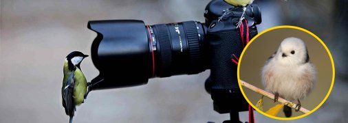 Синицы возле фотоаппарата