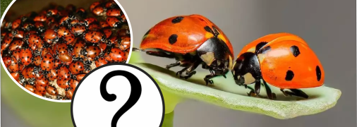 Нашествие божьих коровок в Украине