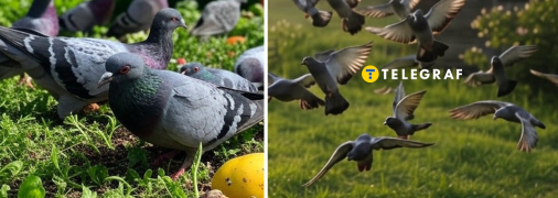Є простий спосіб, як вигнати голубів зі своєї дачі