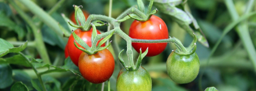 Помидоры вырастут здоровыми, если вовремя посеять рассаду