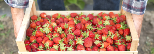Урожай полуниці збиратимете ящиками