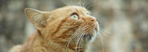 По усам кота можно определять его настроение