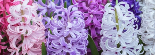 Гиацинты нуждаются в правильном уходе (изображение создано с помощью ИИ)