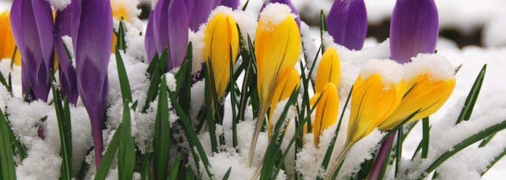 Дуже рання весна