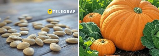 Перед посадкою насіння гарбуза потрібно замочити або проростити