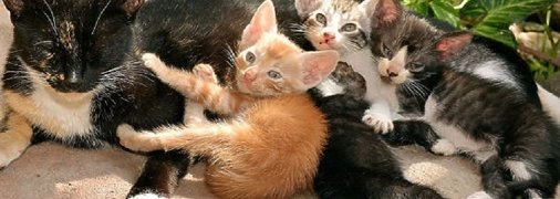  В Киеве на Троещине пьяный мужчина выбросил из окна высотки кошку с котятами: живодеру грозит срок (фото)