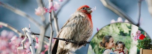 У свято особливо шанують птахів