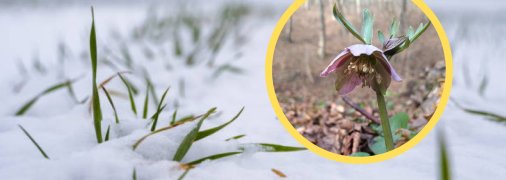 Чемерник червонуватий