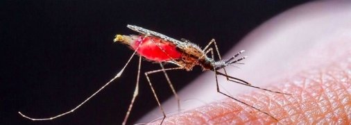 Малярия попала в Украину из африканских стран на кораблях: из пятерых заболевших один умер, двоих ищут