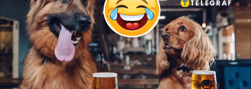 Пиво для собак