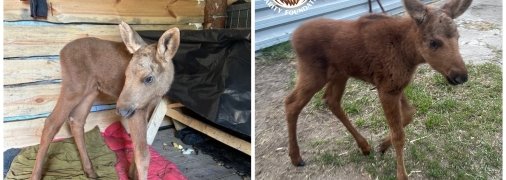 Лосеня вивезли з зони відчуження