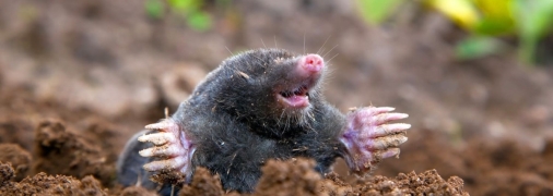 Кроты также могут переносить паразитов, таких как клещи, блохи