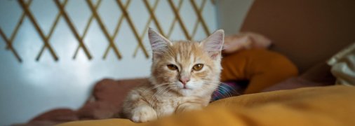 Домашним котам необходимо немало внимания