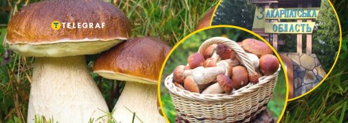 Грибы Закарпатья