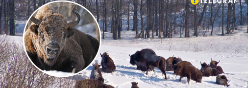 Бродівська група зубрів