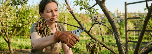 Як правильно обрізати плодові дерева, декоративні та ягідні кущі?