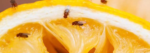 Мошки на кухне