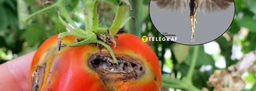 Томатна мінуюча міль або томатна муха