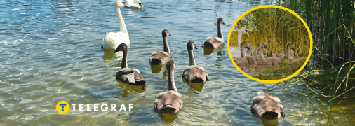 Лебединое озеро возле Чернигова