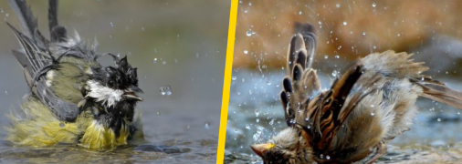 Птахи загалом полюбляють купатися