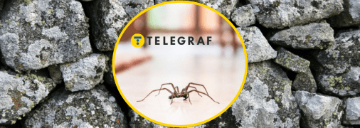 Рідкісні павуки в Україні