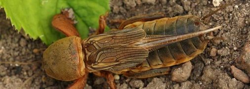 Капустянка доставляет огородникам немало хлопот