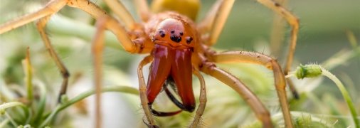 Під Києвом дачника вкусив один з найнебезпечніших в світі павуків