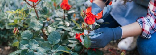 Подаруйте трояндам "друге дихання", виконуючи одне завдання якнайчастіше