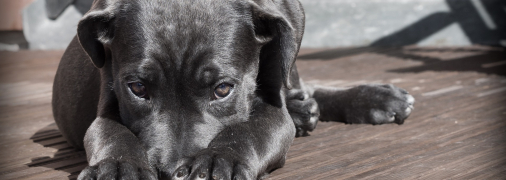 У Києві жорстоко вбили собаку