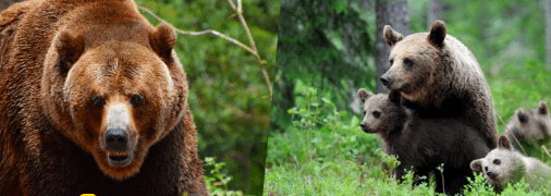 Бурі ведмеді