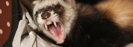 Хорек укусил человека