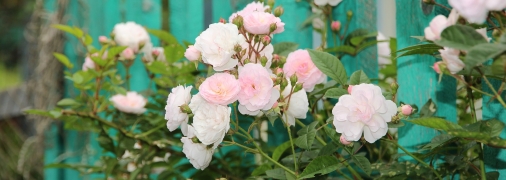 Обрізка – важливий етап догляду за садовими культурами